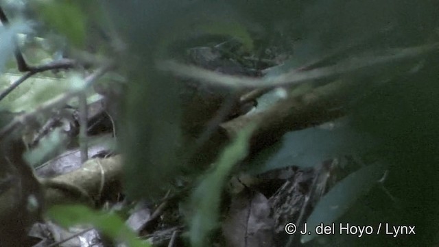 ノドフサザイチメドリ - ML201191551