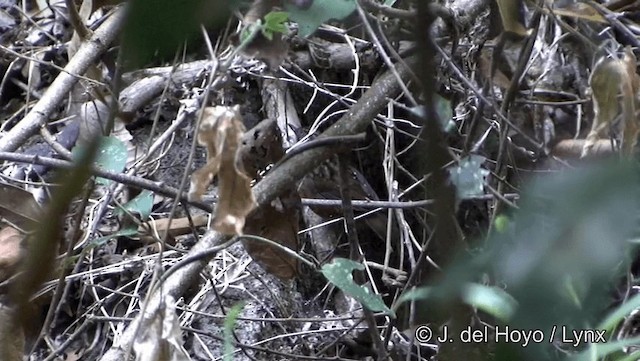 ノドフサザイチメドリ - ML201191561