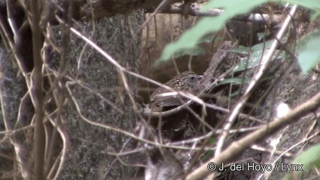 ノドフサザイチメドリ - ML201191571