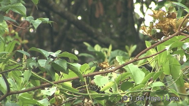 Maroon Oriole - ML201191591