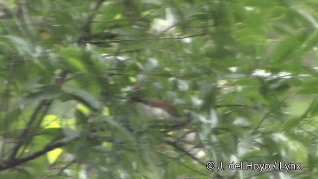 Black-headed Parrotbill - ML201191611