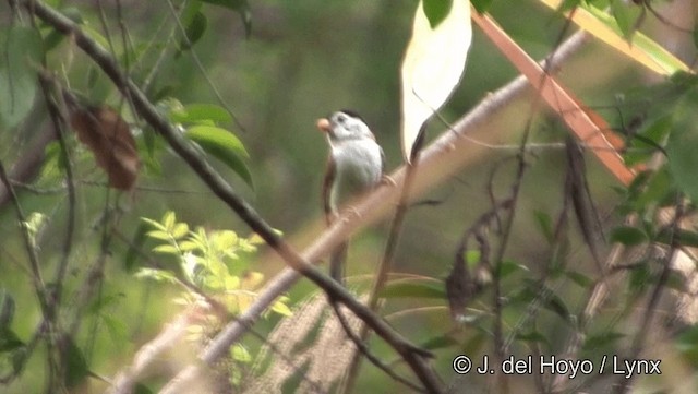 Black-headed Parrotbill - ML201191621