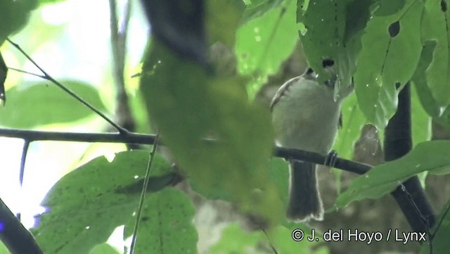 Black-headed Parrotbill - ML201191631