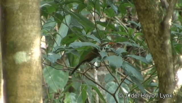 Red-billed Scimitar-Babbler - ML201191671