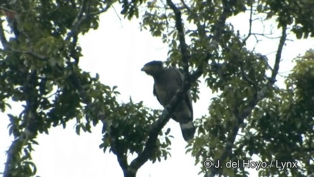 Crested Serpent-Eagle (Crested) - ML201191711