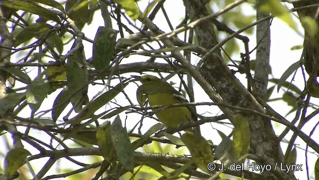 Common Iora - ML201191761