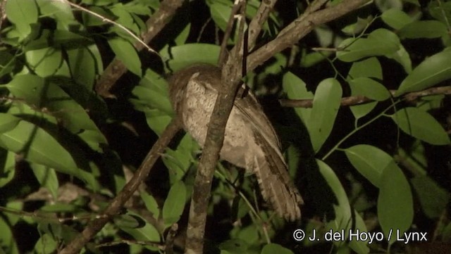 Podargo de Blyth (continentalis) - ML201191821