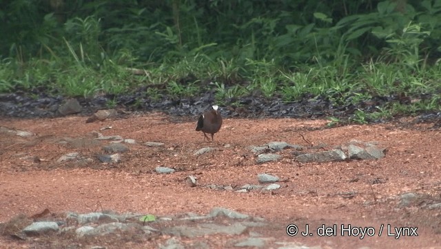 holub zelenokřídlý - ML201191851