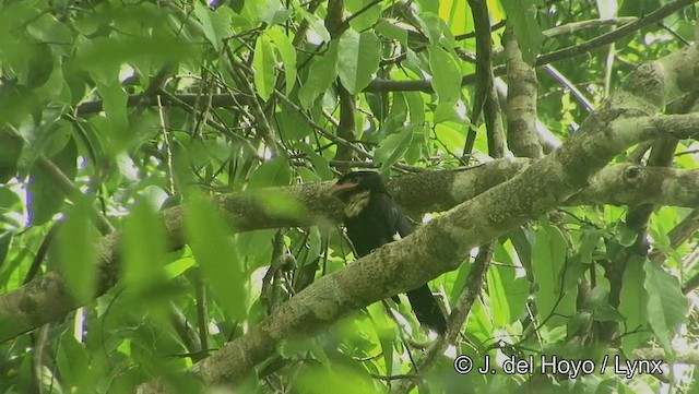 Dusky Broadbill - ML201191871