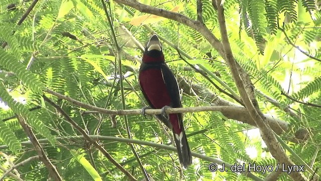 Black-and-red Broadbill (Black-and-red) - ML201191881