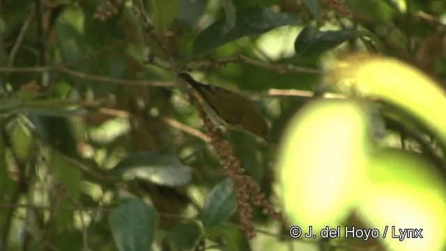 Yellow-vented Flowerpecker - ML201191931