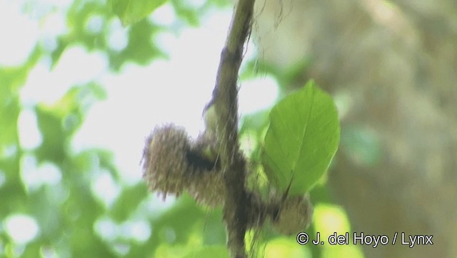 Scarlet-backed Flowerpecker - ML201191941