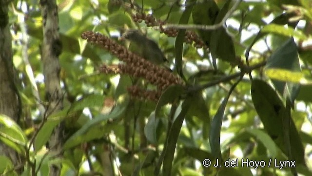 Scarlet-backed Flowerpecker - ML201191951