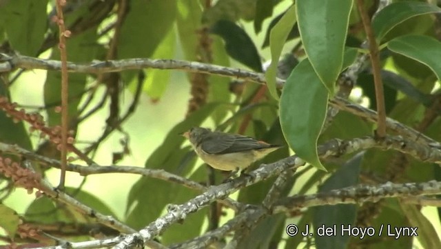 Scarlet-backed Flowerpecker - ML201191961