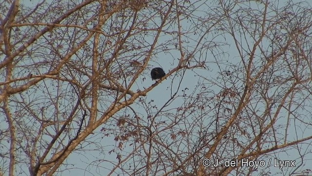 Greater Racket-tailed Drongo - ML201191981