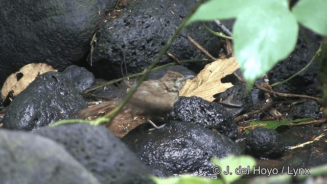 Gray-eyed Bulbul (innectens) - ML201192011