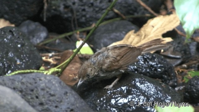 Gray-eyed Bulbul (innectens) - ML201192021