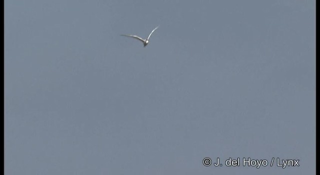 Sandwich Tern (Eurasian) - ML201192111