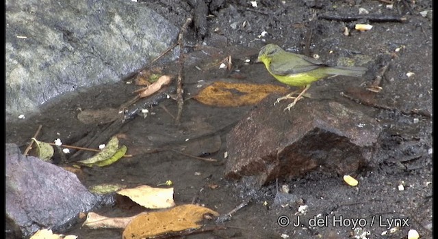 Goldhähnchen-Waldsänger [auricapilla-Gruppe] - ML201192171