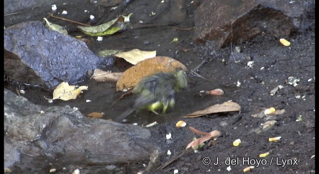 Goldhähnchen-Waldsänger [auricapilla-Gruppe] - ML201192181