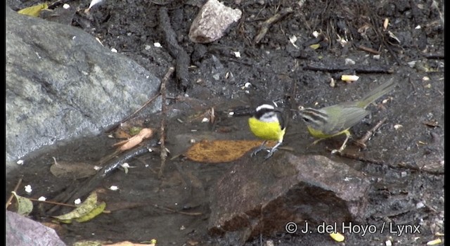 Goldhähnchen-Waldsänger [auricapilla-Gruppe] - ML201192191