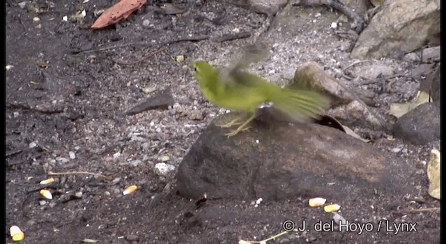 Flavescent Warbler - ML201192201