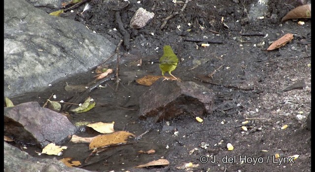 Flavescent Warbler - ML201192211