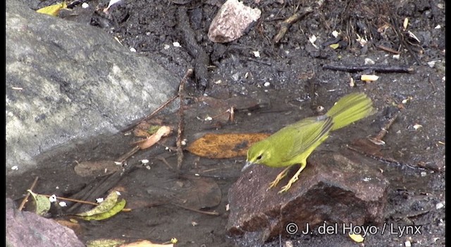 Paruline flavescente - ML201192221