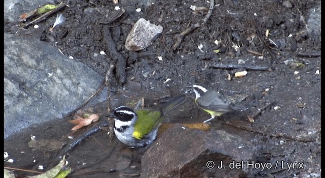 Bananaquit (Continental) - ML201192241