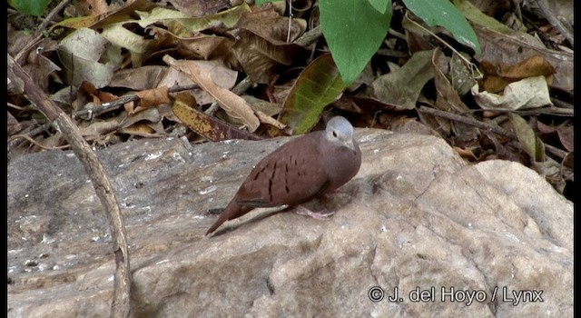 Colombe rousse - ML201192251