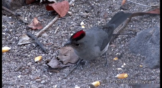 Taçlı Gri İspinoz - ML201192261