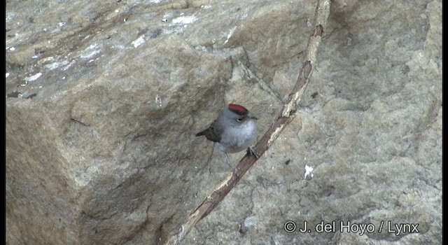 Taçlı Gri İspinoz - ML201192271