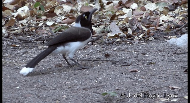 White-naped Jay - ML201192301