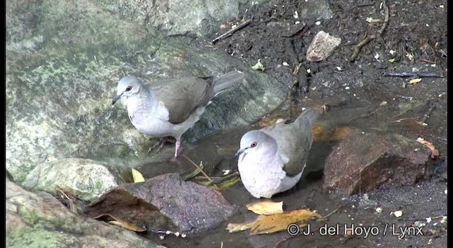 White-tipped Dove (brasiliensis Group) - ML201192311