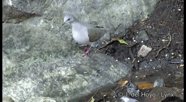 White-tipped Dove (brasiliensis Group) - ML201192321