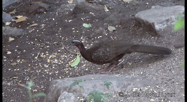 White-browed Guan - ML201192331