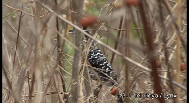 Şeritli Karıncaavcısı (capistratus) - ML201192351