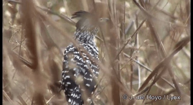 Şeritli Karıncaavcısı (capistratus) - ML201192361