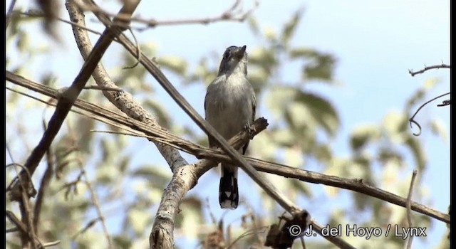 Planalto Slaty-Antshrike - ML201192371