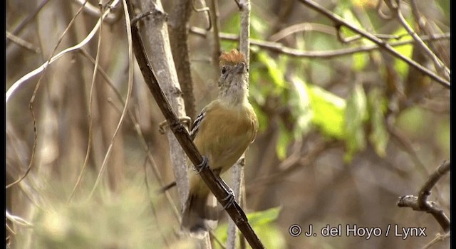 Planalto Slaty-Antshrike - ML201192381