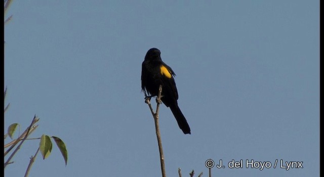 Feuerflügeltrupial (tibialis) - ML201192541