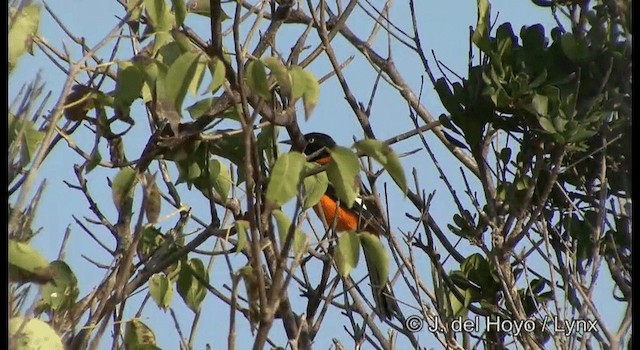 Oriole des campos - ML201192551