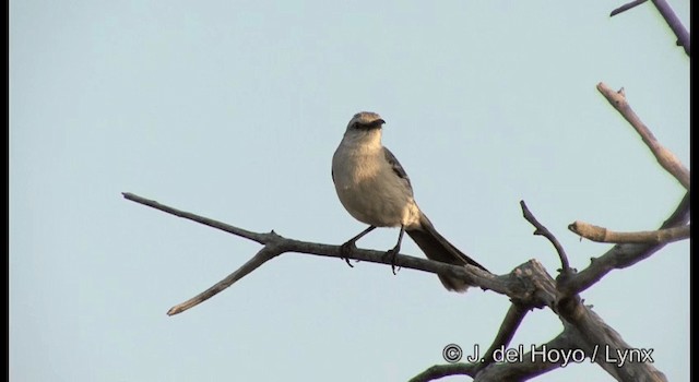 Tropical Mockingbird (Southern) - ML201192561