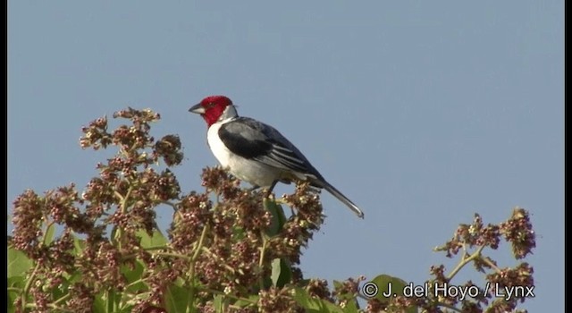 Paroare dominicain - ML201192601