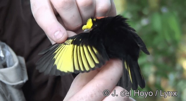 Manakin à ailes d'or - ML201192661