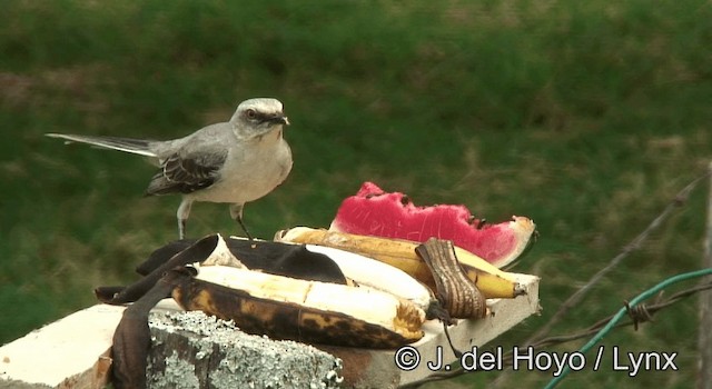 Tropical Mockingbird (Southern) - ML201192671