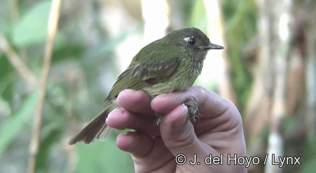 Olive-striped Flycatcher - ML201192691