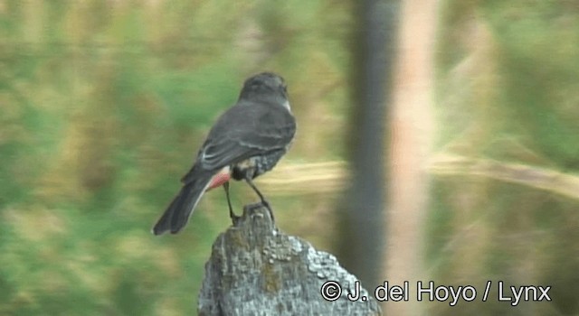 Mosquero Cardenal (saturatus) - ML201192751