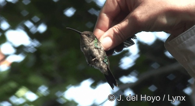 kolibřík vidloocasý (ssp. colombica/rostrifera) - ML201192791