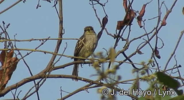 キマユコタイランチョウ（chrysops） - ML201192821